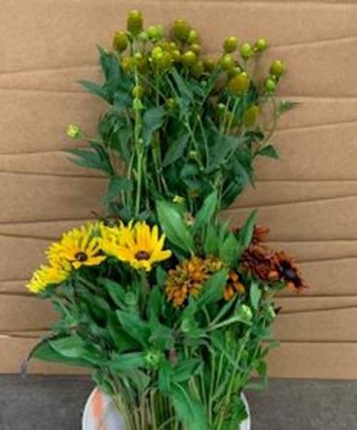 RUDBECKIA FLOWERS 2 -3  ASSORTED COLORS